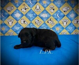 Schnoodle (Miniature) Puppy for sale in WINNSBORO, LA, USA