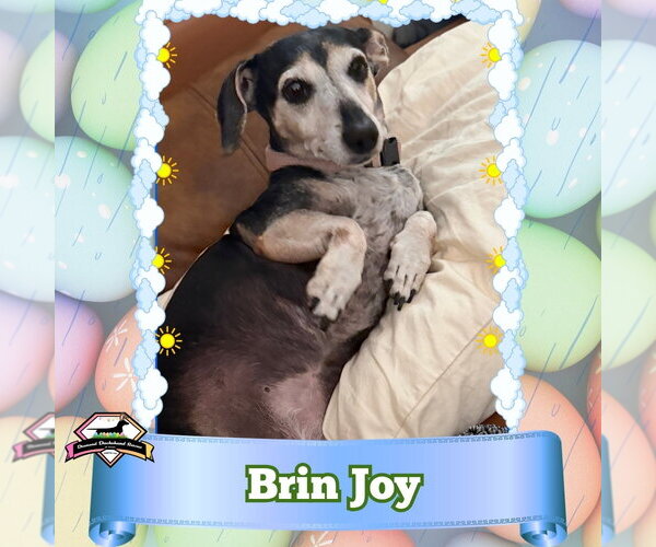 Medium Photo #7 Dachshund Puppy For Sale in San Antonio, TX, USA