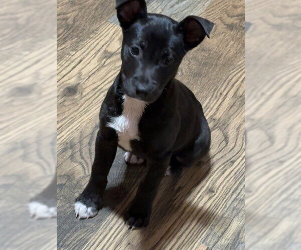 Medium Photo #2 Rat Terrier-Unknown Mix Puppy For Sale in Genesee, WI, USA