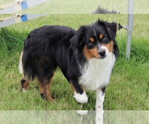 Father of the Miniature American Shepherd puppies born on 01/08/2024