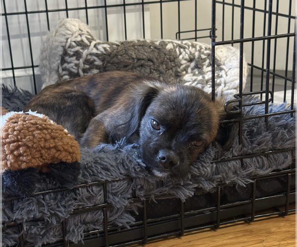 Medium Photo #2 Chug Puppy For Sale in Brooklyn, NY, USA