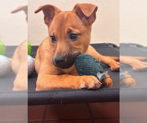 Mutt Dogs for adoption in Jefferson, NJ, USA