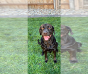 Father of the Labrador Retriever puppies born on 12/14/2025