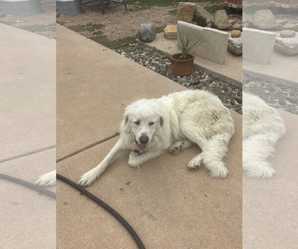 Medium Photo #5 Great Pyrenees Puppy For Sale in Spring, TX, USA