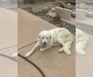 Lucas - Male Great Pyrenees Dog for Adoption - Photo #5