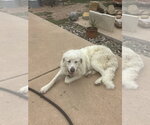 Small #4 Great Pyrenees