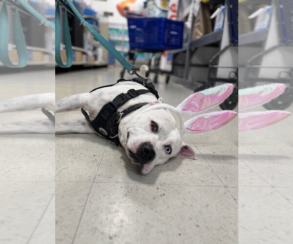 Medium Photo #6 American Staffordshire Terrier-Unknown Mix Puppy For Sale in Holly Springs, NC, USA