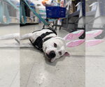 Small #5 American Staffordshire Terrier Mix