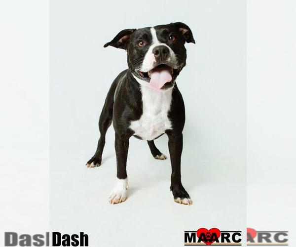 Medium Photo #4 American Staffordshire Terrier-Bulldog Mix Puppy For Sale in Maryville, TN, USA