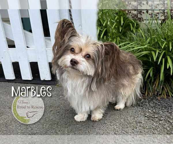 Medium Photo #4 Chihuahua-Unknown Mix Puppy For Sale in Benton, LA, USA