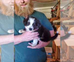 Miniature Australian Shepherd Puppy for sale in MONMOUTH, OR, USA