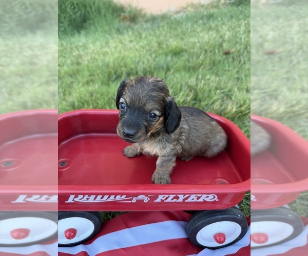 Medium Photo #2 Dachshund Puppy For Sale in WILEY, CO, USA