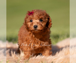 Small Photo #114 Poodle (Toy) Puppy For Sale in WARSAW, IN, USA