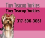 Small #20 Yorkshire Terrier