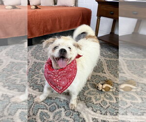 Mutt Dogs for adoption in San Leon, TX, USA
