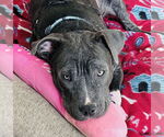 Small Photo #14 Staffordshire Bull Terrier-Unknown Mix Puppy For Sale in Germantown, OH, USA