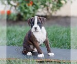 Small #2 Boxer