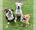 Small #3 American Pit Bull Terrier-Labrador Retriever Mix