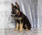 Small Photo #1 German Shepherd Dog Puppy For Sale in PAW PAW, MI, USA