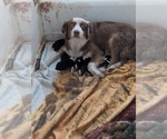 Small Photo #1 Australian Shepherd Puppy For Sale in JOSHUA TREE, CA, USA