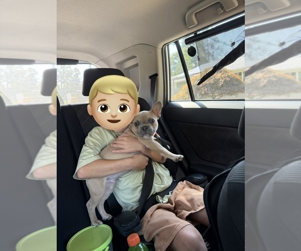 Medium Photo #4 French Bulldog Puppy For Sale in LEBANON, OR, USA