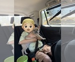 Alfie - Male French Bulldog Puppy for Sale - Photo #4
