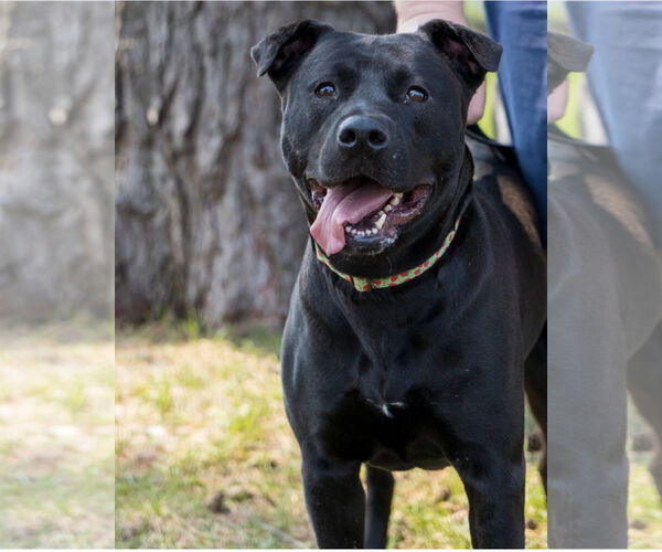 Medium Photo #4 Mutt Puppy For Sale in Brooklyn Center, MN, USA