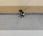 Small Plott Hound Mix