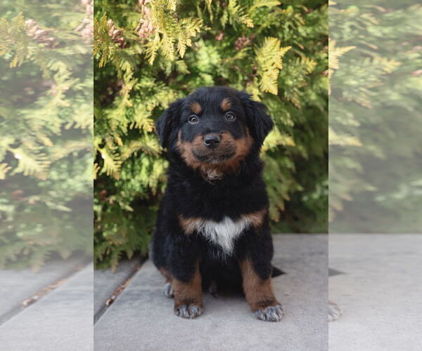 Medium Photo #1 Collie-Unknown Mix Puppy For Sale in Sandy, UT, USA