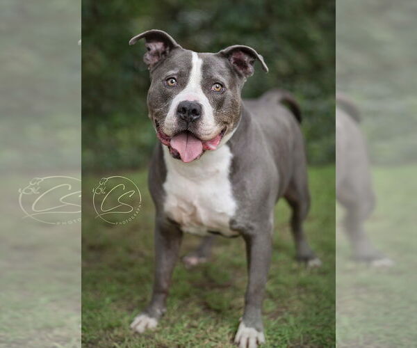 Medium Photo #4 American Pit Bull Terrier Puppy For Sale in Marina Del Rey, CA, USA