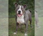 Small #3 American Pit Bull Terrier