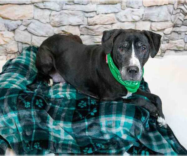 Medium Photo #4 Bulldog-Labrador Retriever Mix Puppy For Sale in Kennesaw, GA, USA