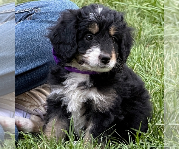 Medium Photo #2 Bernedoodle (Miniature) Puppy For Sale in ROY, UT, USA