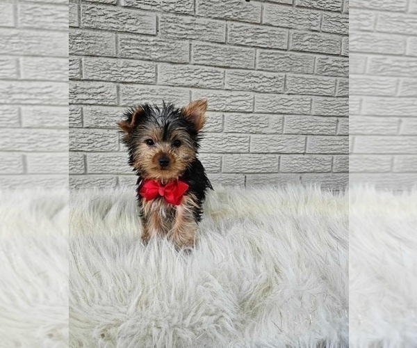 Medium Photo #3 Yorkshire Terrier Puppy For Sale in INDIANAPOLIS, IN, USA