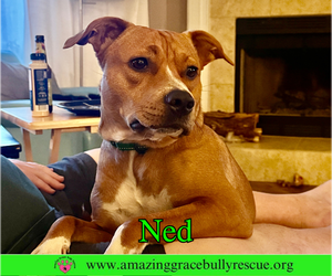 Ned - Male American Pit Bull Terrier-Unknown Mix Dog for Adoption - Photo #9