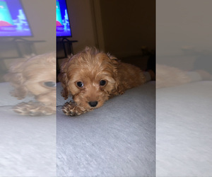 Cavalier King Charles Spaniel-Poodle (Toy) Mix Puppy for sale in ELLICOTT CITY, MD, USA