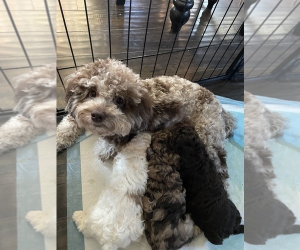 Medium Photo #40 Poodle (Toy) Puppy For Sale in MURRIETA, CA, USA