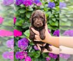 Small Photo #10 Labradoodle Puppy For Sale in ELIZABETH CITY, NC, USA