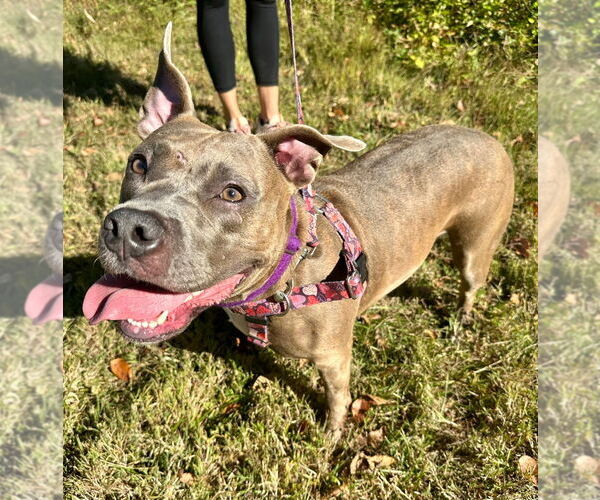 Medium Photo #2 American Staffordshire Terrier Puppy For Sale in Lawrenceville, NJ, USA