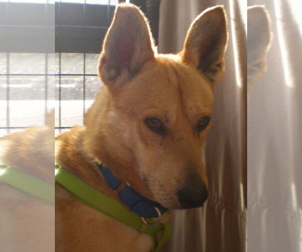 Medium Photo #2 Carolina Dog Puppy For Sale in Oro Valley, AZ, USA