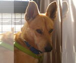 Small #1 Carolina Dog