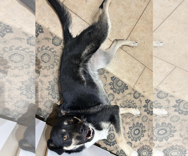 Medium Photo #2 German Shepherd Dog-Unknown Mix Puppy For Sale in Chandler, AZ, USA