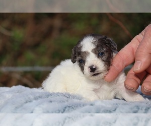 Poodle (Toy) Puppy for sale in DYERSBURG, TN, USA