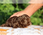 Small #10 ShihPoo