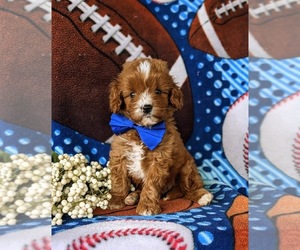 Cavapoo Puppy for sale in OXFORD, PA, USA