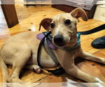 Small #3 Catahoula Leopard Dog-Labrador Retriever Mix
