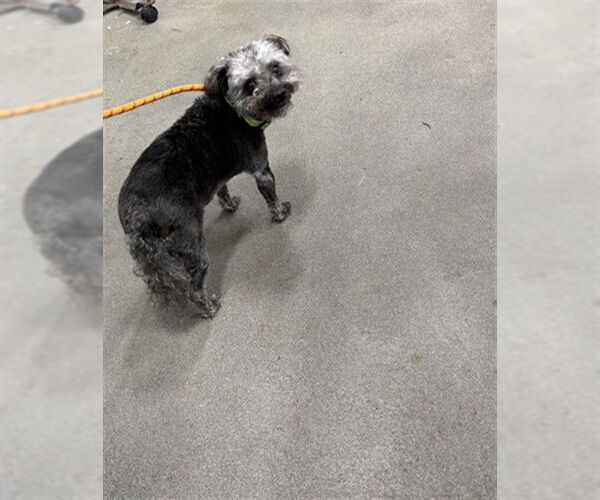 Medium Photo #1 Poodle (Miniature) Puppy For Sale in Forestville, MD, USA