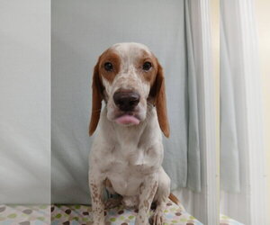 Elroy *Available Soon* - Male Beagle Dog for Adoption - Photo #5