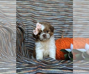 Shih Tzu Puppy for sale in OXFORD, PA, USA