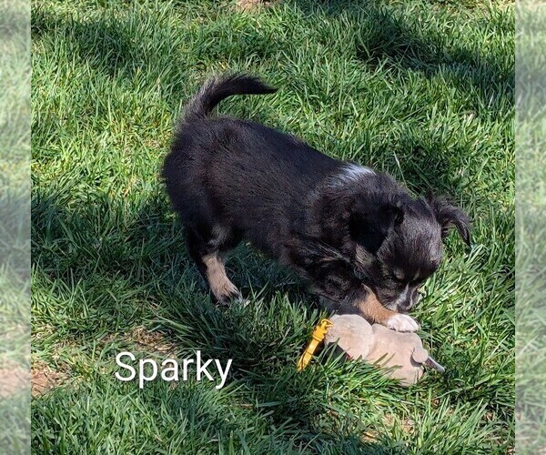 Medium Photo #3 Chihuahua Puppy For Sale in LEBANON, PA, USA